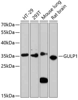 Western Blot: GULP1/CED-6 AntibodyAzide and BSA Free [NBP3-03258]