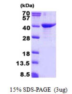 SDS-PAGE: Recombinant Human GULP1/CED-6 His Protein [NBP2-23097]