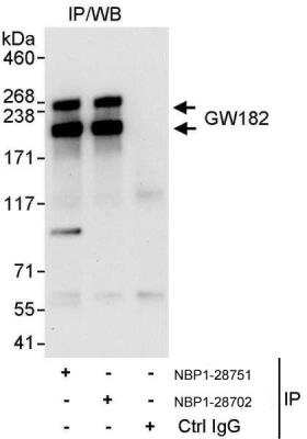 Immunoprecipitation: GW182 Antibody [NBP1-28702]