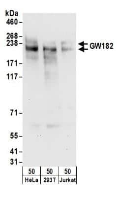 Western Blot: GW182 Antibody [NBP1-28751]