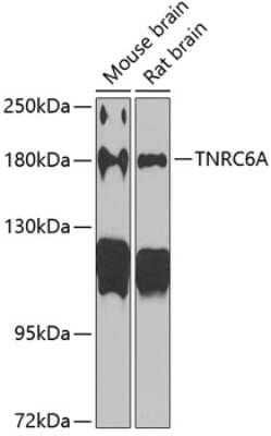 Western Blot: GW182 AntibodyBSA Free [NBP3-03014]