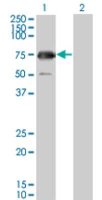 Western Blot: GYG2 Antibody (3D10) [H00008908-M04]