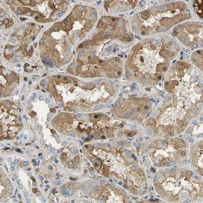 Immunohistochemistry-Paraffin: GYG2 Antibody [NBP1-81814]