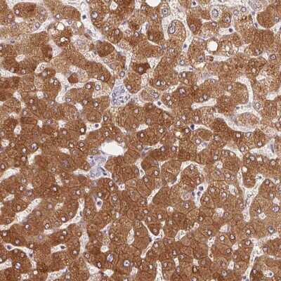 Immunohistochemistry-Paraffin: GYG2 Antibody [NBP2-39032]