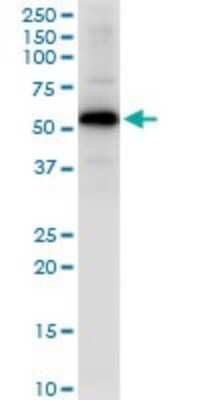 Western Blot: GYG2 Antibody [H00008908-D01P]