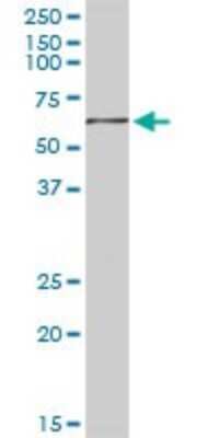 Western Blot: GYG2 Antibody [H00008908-D01P]