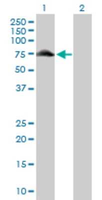 Western Blot: GYG2 Antibody [H00008908-D01P]