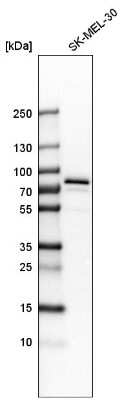 Western Blot: GYG2 Antibody [NBP1-81814]