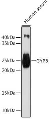 Western Blot: GYPB AntibodyAzide and BSA Free [NBP3-03929]