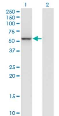 Western Blot: Gabpb2 Antibody (3A3-1F4) [H00126626-M01]