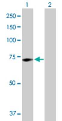 Western Blot: Galactosylceramidase/GALC Antibody [H00002581-D01P]