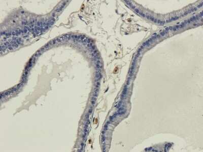 Immunohistochemistry: Galanin Antibody (4B3) - Azide and BSA Free [NBP3-09010]