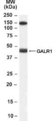 Western Blot: Galanin R1/GALR1 Antibody [NB100-57079]