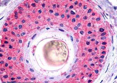 Immunohistochemistry-Paraffin: Galanin R2/GALR2 Antibody - BSA Free [NLS4156]