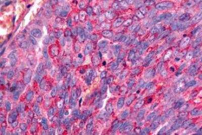Immunohistochemistry-Paraffin: Galanin R2/GALR2 Antibody - BSA Free [NLS4156]