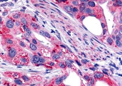 Immunohistochemistry-Paraffin: Galanin R2/GALR2 Antibody - BSA Free [NLS4156]