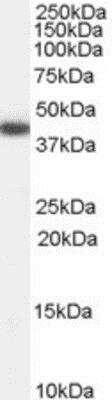 Western Blot: Galanin R2/GALR2 Antibody [NB100-57081]