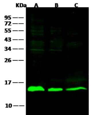 Western Blot: Galectin-1 Antibody (001) [NBP2-89387]