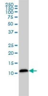 Western Blot: Galectin-1 Antibody (1E8-1B2) [H00003956-M01]