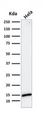 Western Blot: Galectin-1 Antibody (GAL1/1831) [NBP2-53212]
