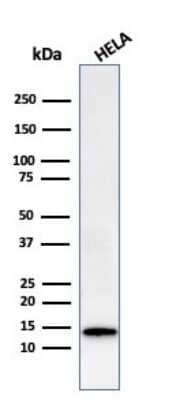 Western Blot: Galectin-1 Antibody (GAL1/2499R)Azide and BSA Free [NBP2-79855]