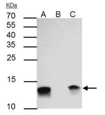 Immunoprecipitation: Galectin-1 Antibody [NBP2-16581]
