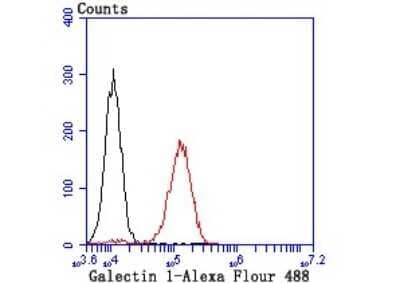 Flow Cytometry: Galectin-1 Antibody (JM13-37) [NBP2-75499]