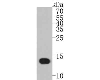 Western Blot: Galectin-1 Antibody (JM13-37) [NBP2-75499]