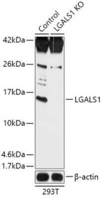 Knockout Validated: Galectin-1 Antibody - Azide and BSA Free [NBP3-03266]