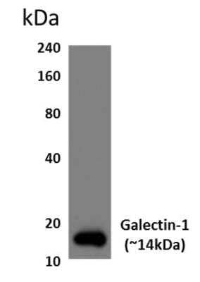 Western Blot: Galectin-1 Antibody (RM0081-9J26)Azide and BSA Free [NBP1-21721]