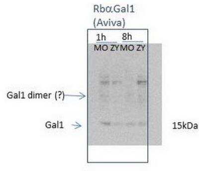 Western Blot: Galectin-1 Antibody [NBP1-59002]