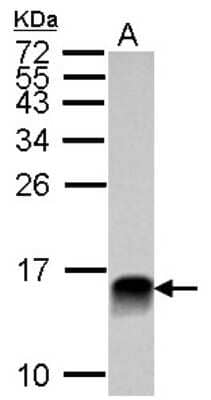 Western Blot: Galectin-1 Antibody [NBP2-16580]