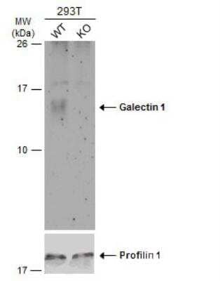 Western Blot: Galectin-1 Antibody [NBP2-16581]