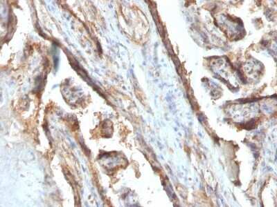 Immunohistochemistry-Paraffin: Galectin 13 Antibody (PP13/1161) - Azide and BSA Free [NBP2-54358]