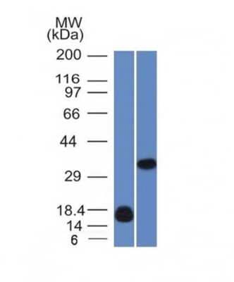 Western Blot: Galectin 13 Antibody (PP13/1161) [NBP2-53210]