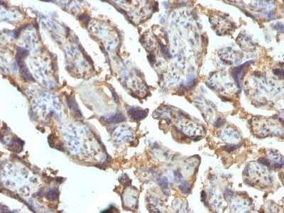 Immunohistochemistry-Paraffin: Galectin 13 Antibody (PP13/1162) [NBP2-53152]