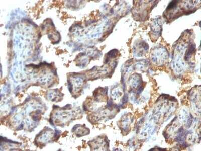 Immunohistochemistry-Paraffin: Galectin 13 Antibody (PP13/1164) [NBP2-53167]