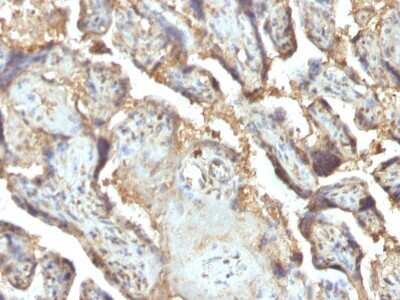 Immunohistochemistry-Paraffin: Galectin 13 Antibody (PP13/1165) [NBP2-53168]