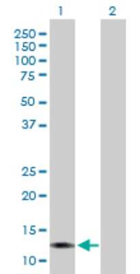 Western Blot: Galectin 13 Antibody [H00029124-B01P]