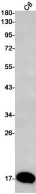 Western Blot: Galectin-14/LGALS14 Antibody (S09-6C1) [NBP3-19676]