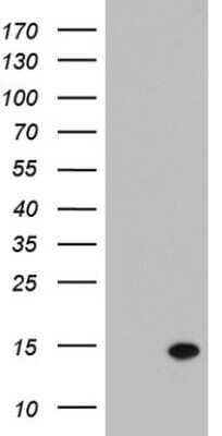 Western Blot: Galectin-2 Antibody (OTI6A8) [NBP2-45617]