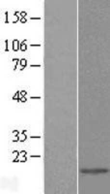 Western Blot: Galectin-2 Overexpression Lysate [NBL1-12500]