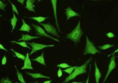 Immunocytochemistry/ Immunofluorescence: Galectin-3 Antibody (024) [NBP2-89383]