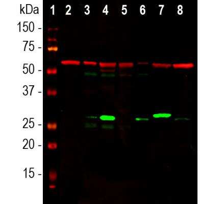 Western Blot: Galectin-3 Antibody (5C21) [NBP1-92690]