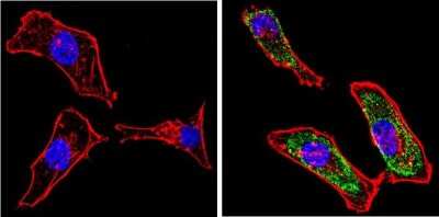Immunocytochemistry/ Immunofluorescence: Galectin-3 Antibody (A3A12) - BSA Free [NB300-538]