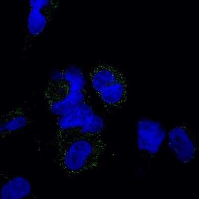 Immunocytochemistry/ Immunofluorescence: Galectin-3 Antibody (A3A12) - BSA Free [NB300-538]
