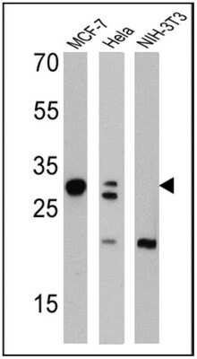 Western Blot: Galectin-3 Antibody (A3A12)BSA Free [NB300-538]