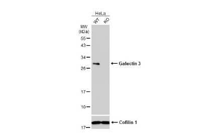 Western Blot: Galectin-3 Antibody (GT12712) [NBP3-13641]