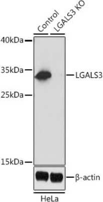 Knockout Validated: Galectin-3 Antibody - Azide and BSA Free [NBP3-03252]