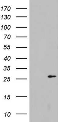 Western Blot: Galectin-3 Antibody (OTI1C7)Azide and BSA Free [NBP2-71124]